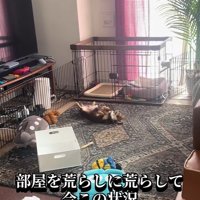 ニエルちゃんはどこ…？