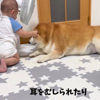 赤ちゃんと柴雄くんと茶太郎くん6