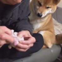 本当の孫のよう