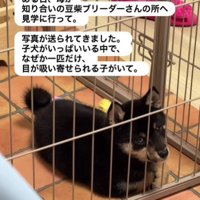 1匹の子犬に釘付けに…