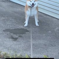 笑顔で飼い主を見つめる犬