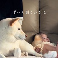ソファの上で赤ちゃんとくつろぐ白い犬