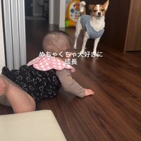 ワンコを見て笑い声を上げる赤ちゃん