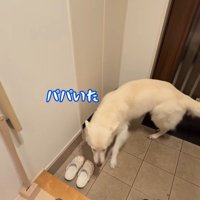 パパが隠れた時のれお君6