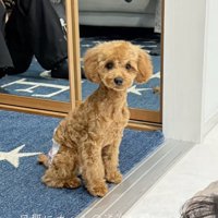 ちゃんとオスワリ