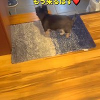 チビくんが玄関へ