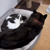 一緒のベッドで寝るように！