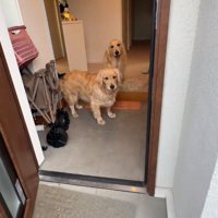 玄関から客人を見つめる2頭の犬