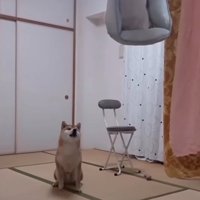 距離をとる柴犬