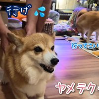 お風呂場への移動を促したら、再び抵抗！