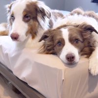 ベッドの上でくつろぐ2頭の犬