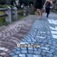 走る犬2