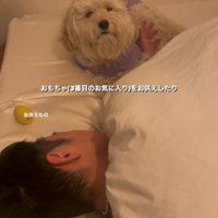 布団のそばでじっと見守る犬