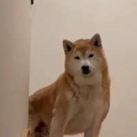 「なんや、お前か…」