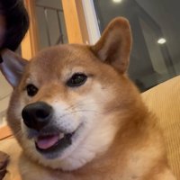 こたろう君の耳に触れた時の反応2