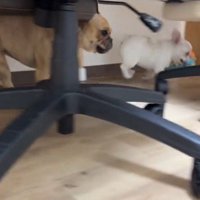 おもちゃを咥えた子犬を追いかける妹犬