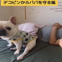 ベッドに座る犬