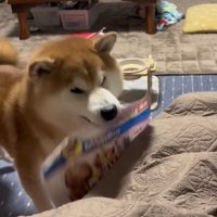 袋をくわえて近づく犬