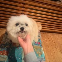 丸いシルエットのるるちゃん