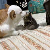 コーギーの顎下を噛んで引っ張る子猫