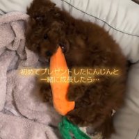 ぬいぐるみを足で抱きしめる子犬