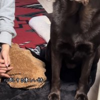 耳を傾けてお母さんの話を聞くラブラドール