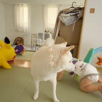 おまめちゃんと赤ちゃん5