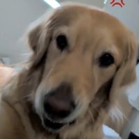 怒りの「ワフッワフッ」