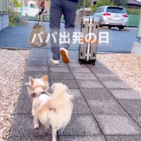 男性を追いかけるチワワ