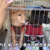 ケージに入る2匹の子犬