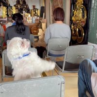 ご祈祷に参加したゴン太ちゃん