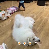 仰向けになってゴロン