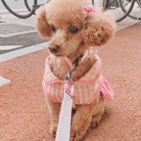 本当に同じ犬…？