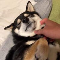 二度寝する気満々！