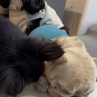 みるくちゃんの前足を手前へ