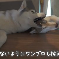 ワンプロも静かに…
