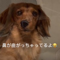 鼻が曲がっちゃった！？