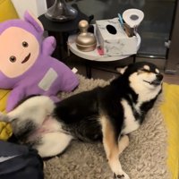 撫でてほしいさくらちゃん