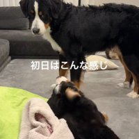 出会った日の2匹