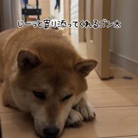 伏せて寄り添う犬