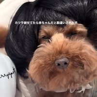 カツラを被ったワンコ1