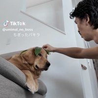 葉っぱを乗せられる犬