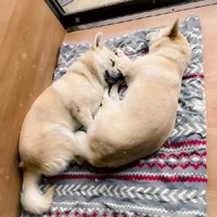 リラックスした姿が見られるように…