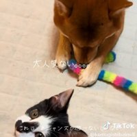 大人げないこむぎさん