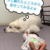 マハロくんと赤ちゃん⑩