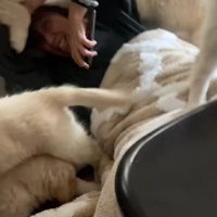 むちむちふわふわのパピーたち