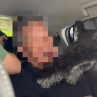 犬の後ろ足
