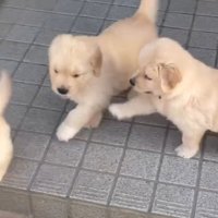 喜びを共有しあう子犬たち