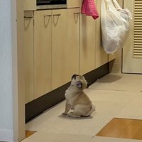 おすわりするゴンちゃん