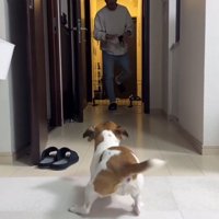 姿勢を低くして男性を廊下で待ち構える犬